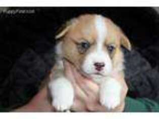 Pembroke Welsh Corgi Puppy for sale in Almena, WI, USA