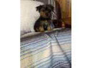 Yorkshire Terrier Puppy for sale in Rogers, OH, USA