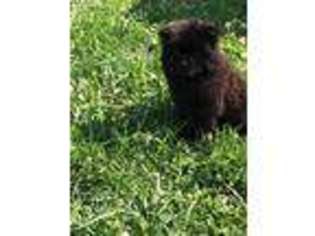 Chow Chow Puppy for sale in Sunman, IN, USA