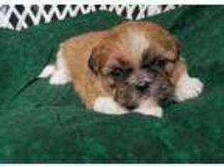 Mutt Puppy for sale in Crivitz, WI, USA