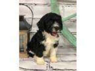 Mutt Puppy for sale in Wallingford, KY, USA