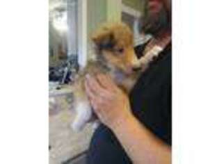 Collie Puppy for sale in Moline, IL, USA