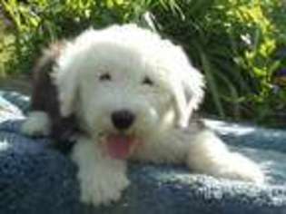 Old English Sheepdog Puppy for sale in Wamego, KS, USA