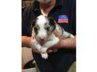 Shetland Sheepdog Puppy for sale in Chambersburg, PA, USA