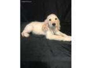 Golden Retriever Puppy for sale in Waynesville, OH, USA