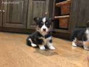 Pembroke Welsh Corgi Puppy for sale in Terrell, TX, USA