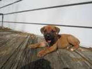 Boerboel Puppy for sale in Woodbury, PA, USA