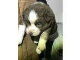 Siberian Husky Puppy for sale in Columbia, SC, USA