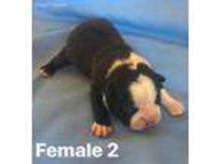 Boston Terrier Puppy for sale in Chillicothe, MO, USA