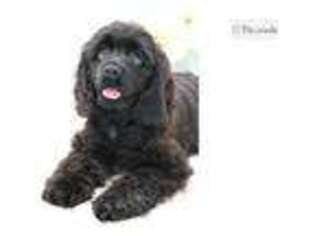 Cocker Spaniel Puppy for sale in Springfield, MO, USA