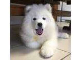 Samoyed Puppy for sale in Cookeville, TN, USA
