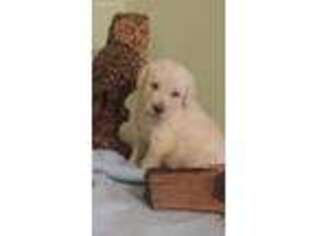 Labradoodle Puppy for sale in Arab, AL, USA