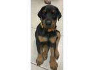 Doberman Pinscher Puppy for sale in Clarksville, MD, USA