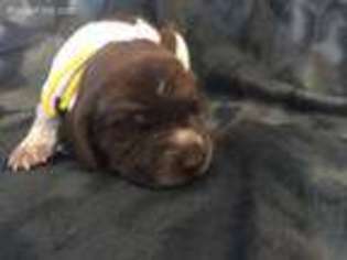 German Shorthaired Pointer Puppy for sale in Spring Valley, WI, USA