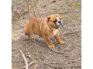 Bulldog Puppy for sale in Grovespring, MO, USA