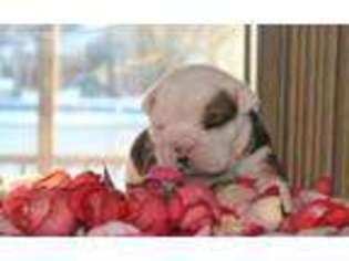 Bulldog Puppy for sale in Richmond, RI, USA