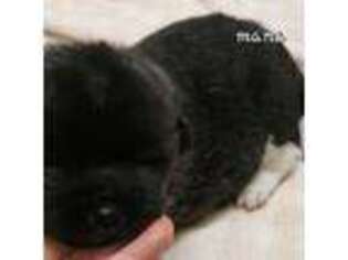 Akita Puppy for sale in Lakebay, WA, USA