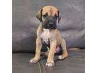 Great Dane Puppy for sale in Kannapolis, NC, USA