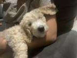 Goldendoodle Puppy for sale in Henderson, NV, USA