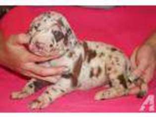 Great Dane Puppy for sale in NORTH WILKESBORO, NC, USA