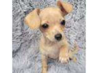 Chihuahua Puppy for sale in Lincoln City, OR, USA