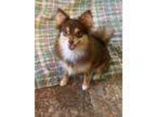 Pomeranian Puppy for sale in High Springs, FL, USA
