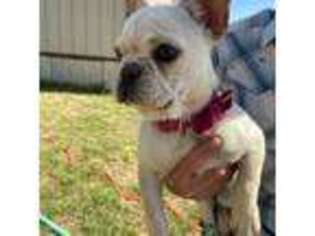 French Bulldog Puppy for sale in Whitney, TX, USA