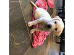 Labrador Retriever Puppy for sale in Kearney, NE, USA