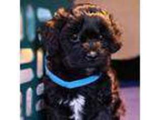 Shih-Poo Puppy for sale in Torrance, CA, USA