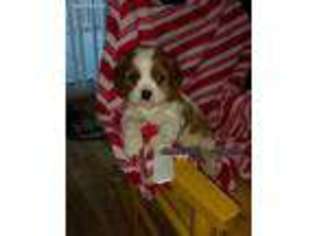 Cavalier King Charles Spaniel Puppy for sale in Roscoe, SD, USA