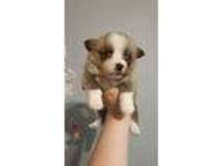 Pembroke Welsh Corgi Puppy for sale in Cumberland, VA, USA