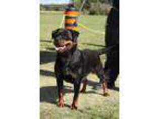 Rottweiler Puppy for sale in Preston, CT, USA