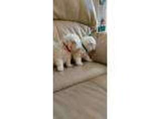 Bichon Frise Puppy for sale in North Port, FL, USA