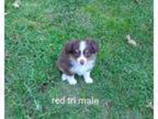 Miniature Australian Shepherd Puppy for sale in Seaford, DE, USA
