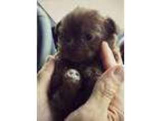 Shorkie Tzu Puppy for sale in Spokane, WA, USA