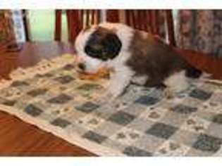 Saint Bernard Puppy for sale in Arkansas City, KS, USA