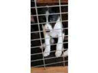 Border Collie Puppy for sale in Fairview, PA, USA