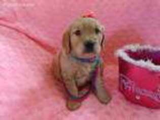 Golden Retriever Puppy for sale in Archer City, TX, USA