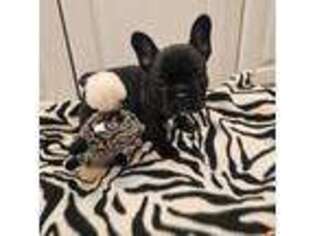 French Bulldog Puppy for sale in Lincoln, NE, USA