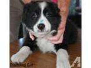 Border Collie Puppy for sale in ORLANDO, FL, USA