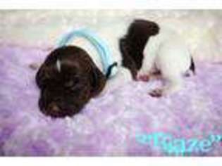 German Shorthaired Pointer Puppy for sale in Sacramento, CA, USA