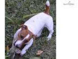 Jack Russell Terrier Puppy for sale in Flint, MI, USA