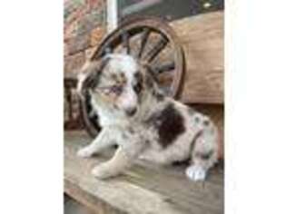 Miniature Australian Shepherd Puppy for sale in Hulbert, OK, USA