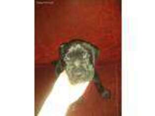Cane Corso Puppy for sale in Englewood, CO, USA
