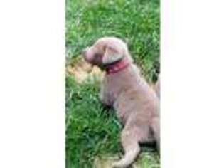 Labrador Retriever Puppy for sale in Bristol, IN, USA