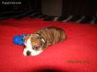 Bulldog Puppy for sale in Medford, OR, USA