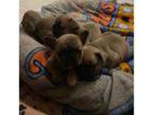 French Bulldog Puppy for sale in West Covina, CA, USA