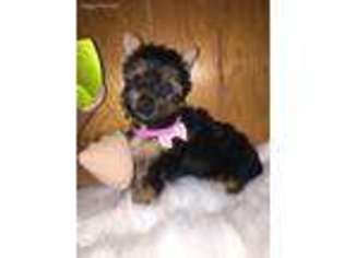 Yorkshire Terrier Puppy for sale in Pounding Mill, VA, USA