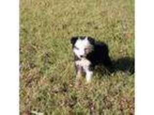 Border Collie Puppy for sale in Cedartown, GA, USA