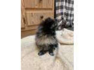 Pomeranian Puppy for sale in Colton, OR, USA